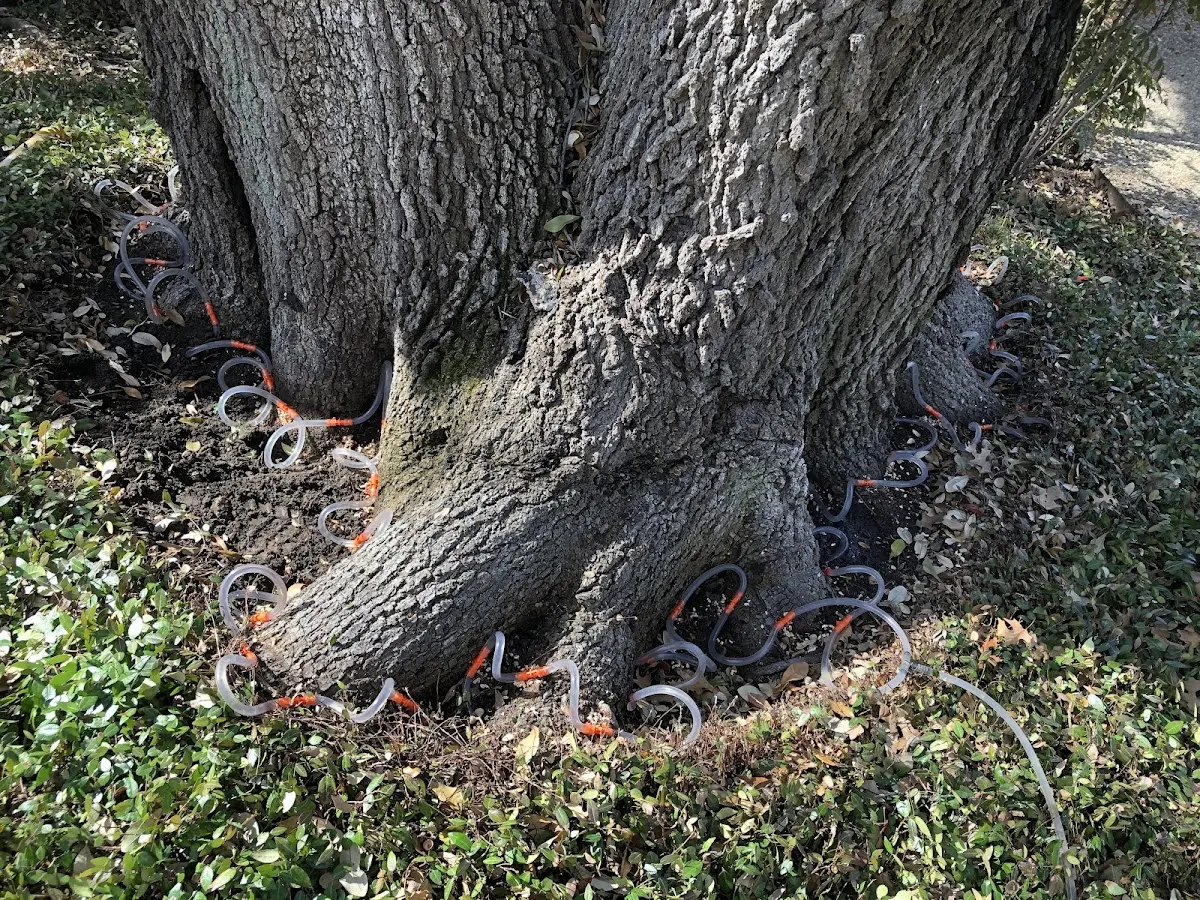 Detailed Shrub and Hedge Trimming job site in Woodward