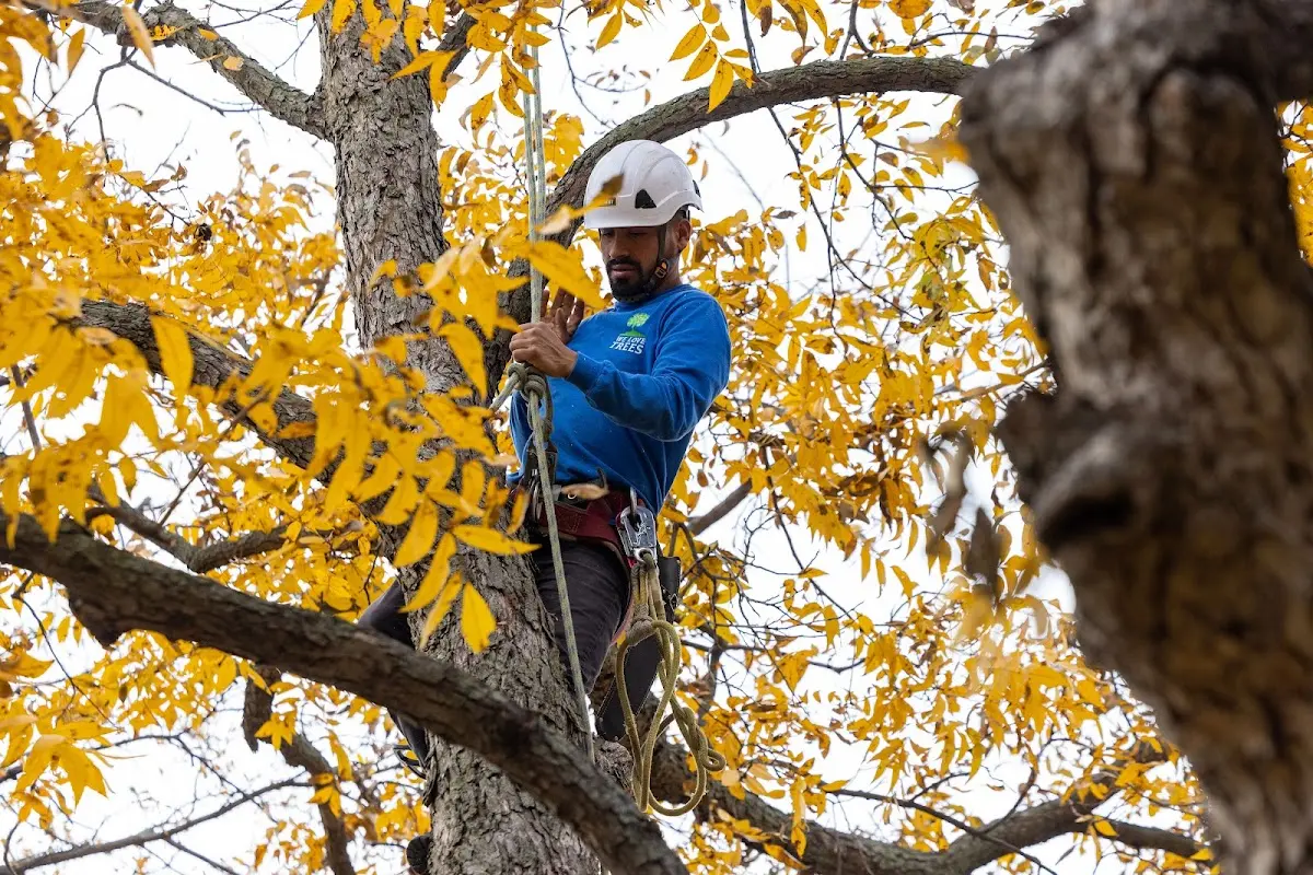 Skilled Tree Planting crew working in Woodward