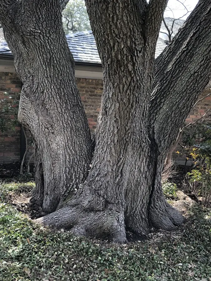 Mature heritage tree close to a Woodward property cared for by certified arborists